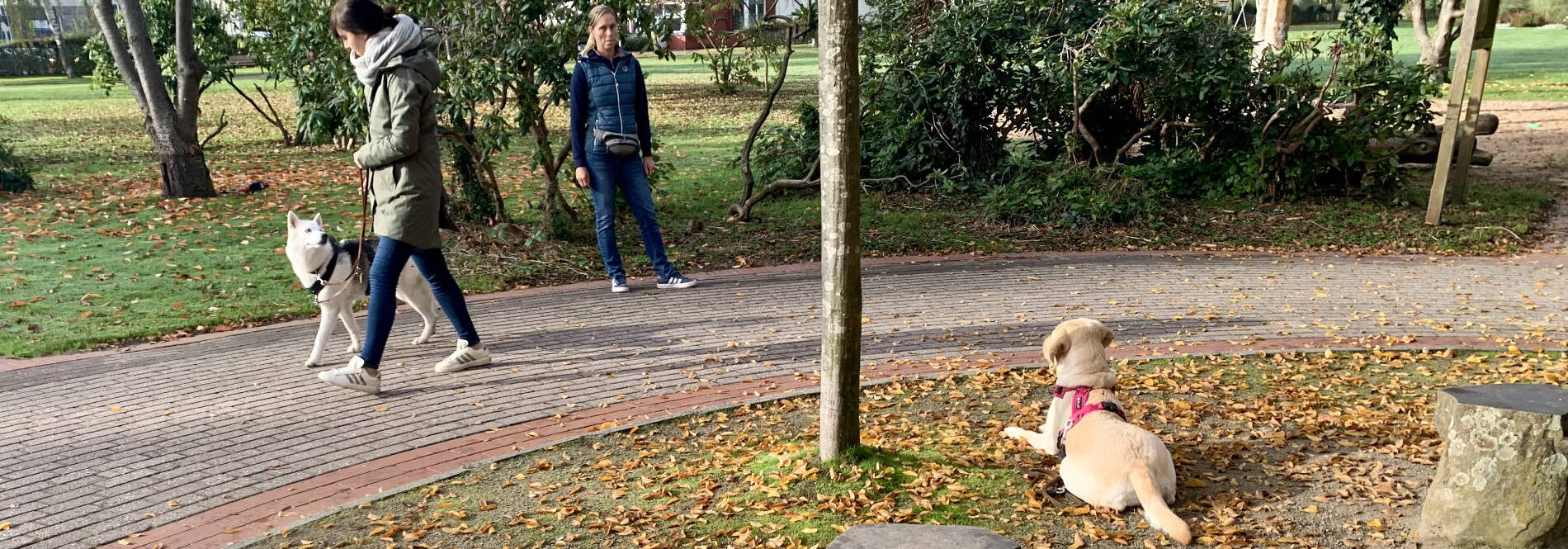 Hundetraining im Park mit mehreren Teilnehmern