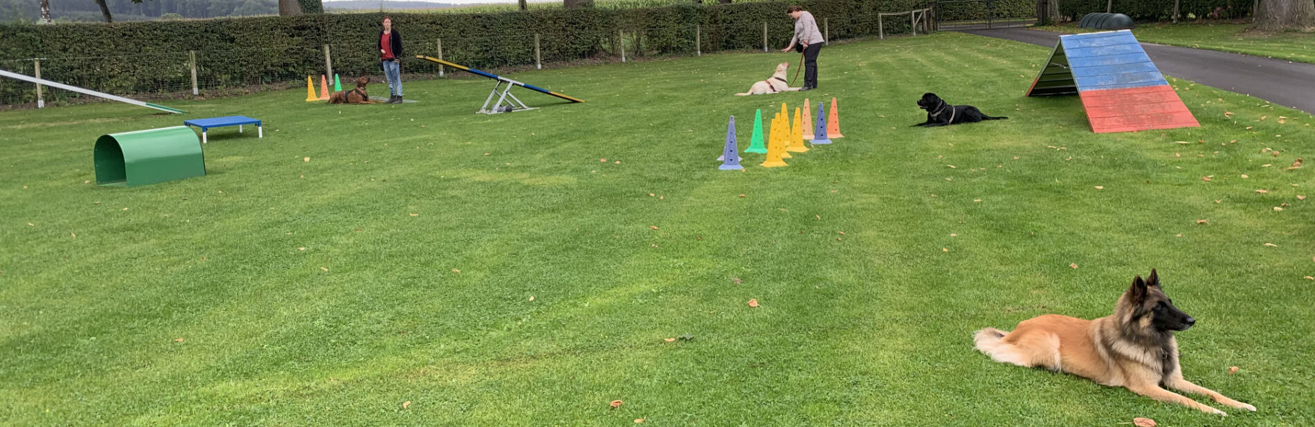 Hundeplatz mit mehreren Hunden und Teilnehmern