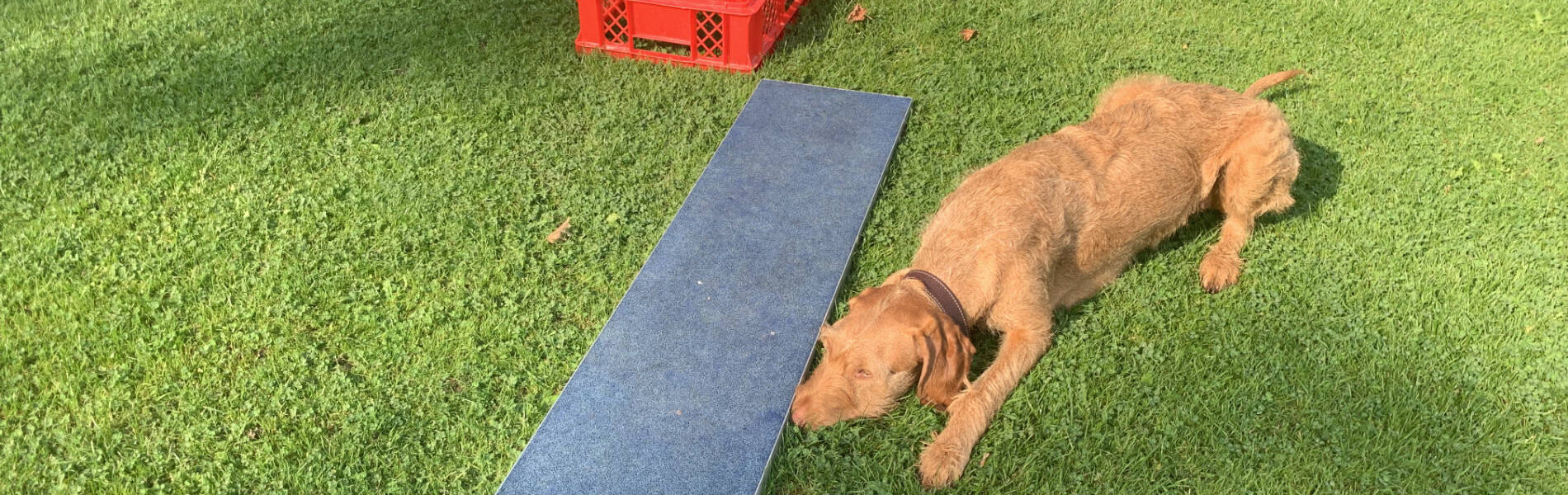 Hund liegt auf Hundeplatz