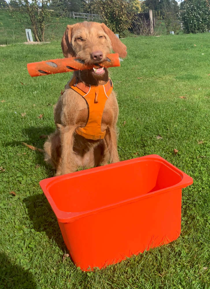 Schulbegleithund mit Buzzer