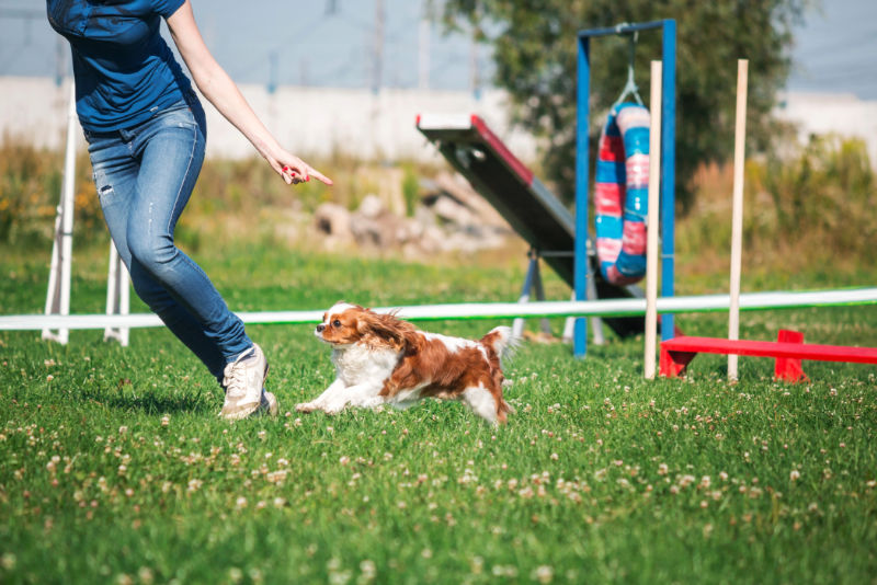 Hund und Frau bei Agility Hundetraining auf Hundeplatz