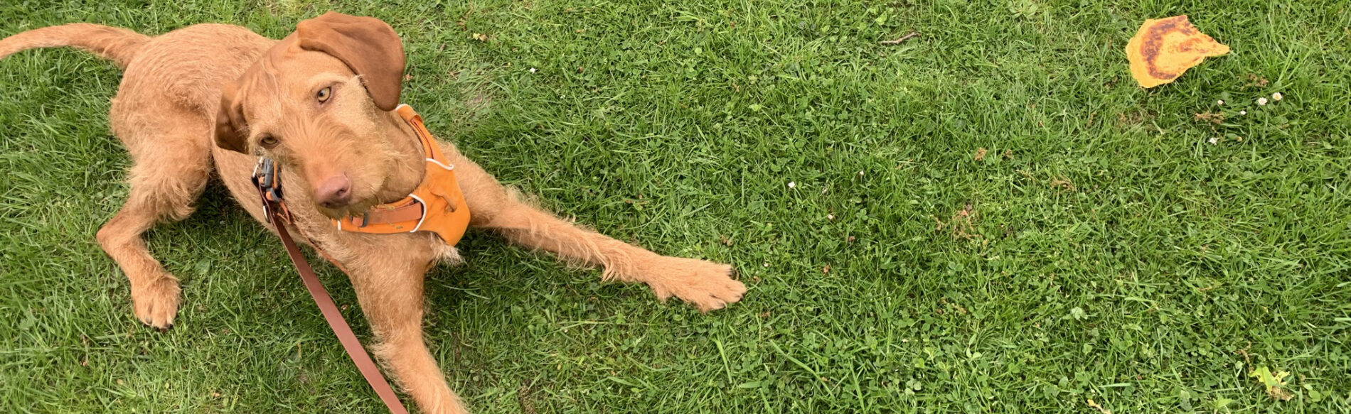 Hund beim Anti-Giftköder-Training