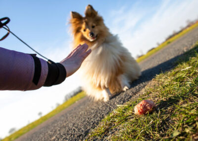 Hund beim Anti Giftköder Training