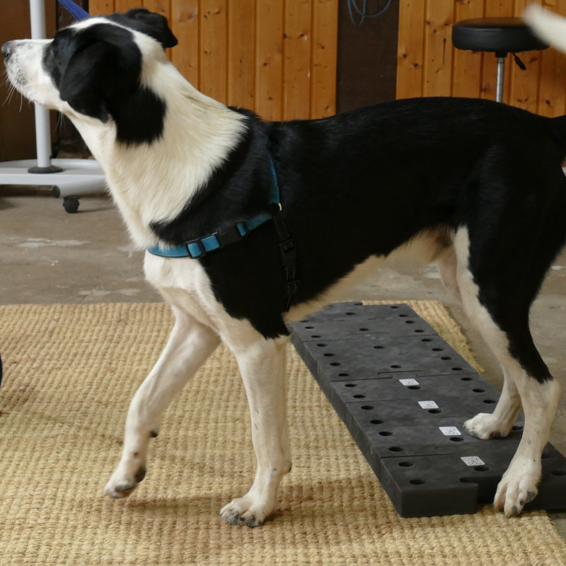 Hund beim Training "Physiotricks"