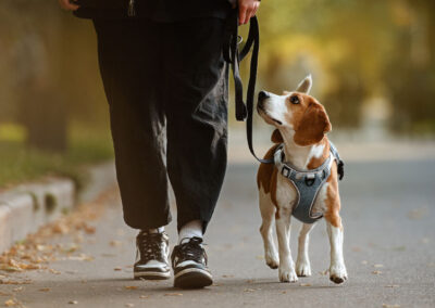 Hund beim Gassi gehen an Leine