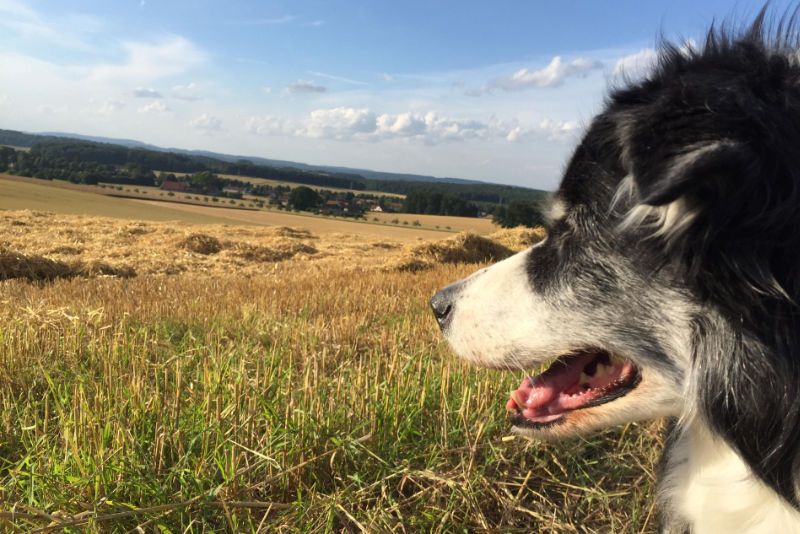 Hund auf Feld
