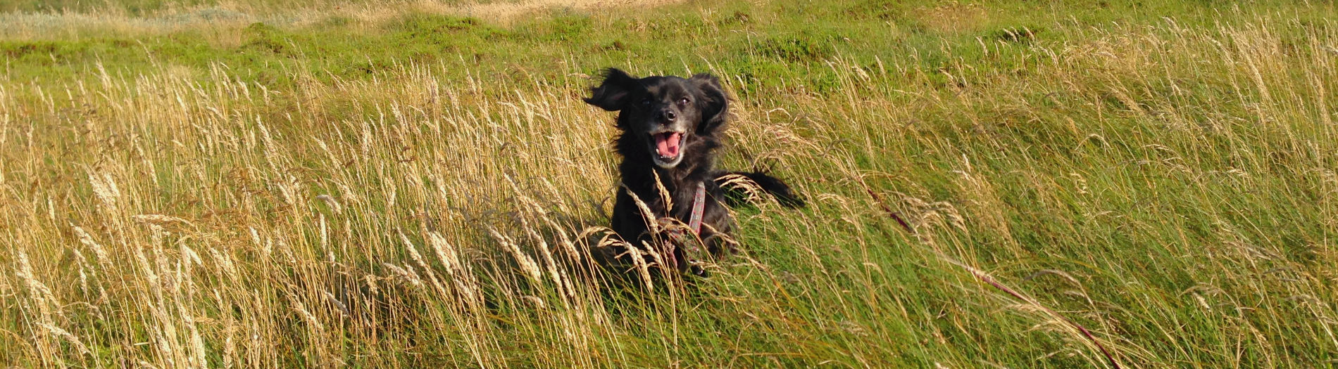 Hund rennt auf Kamera im Feld zu
