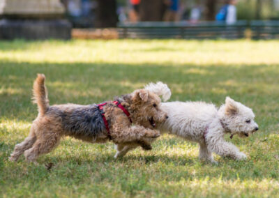 Zwei junge Hunde rennen nebeneinander auf Hundeplatz