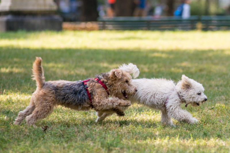 Zwei junge Hunde rennen nebeneinander auf Hundeplatz