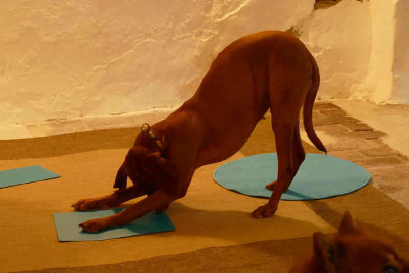 Hund bei Physiotricks Kurs