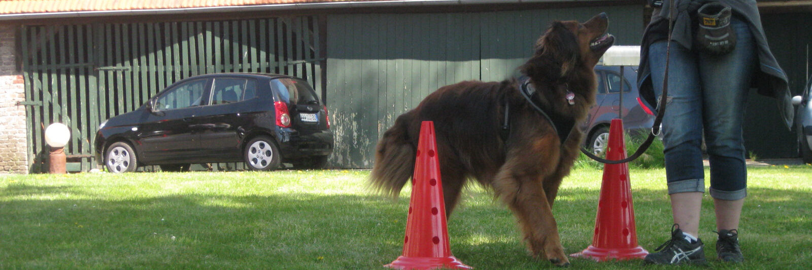 Hund beim Training