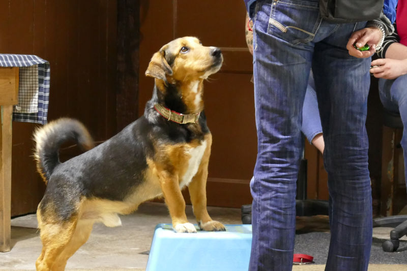 Hund bei Hundetraining