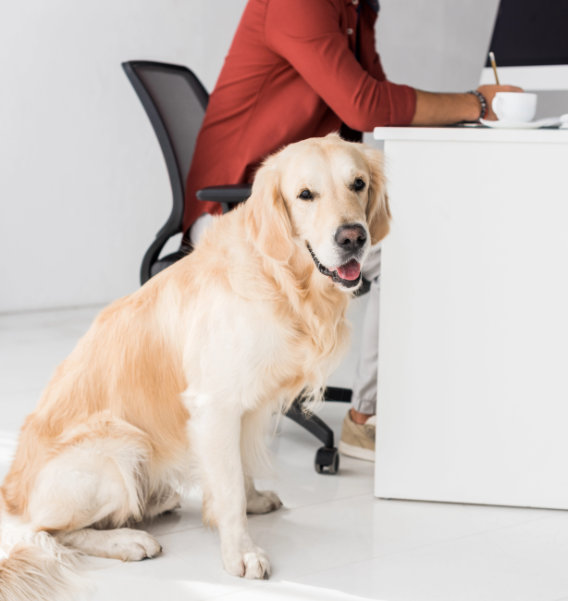 Therapiebegleithund in Psychotherapie-Praxis