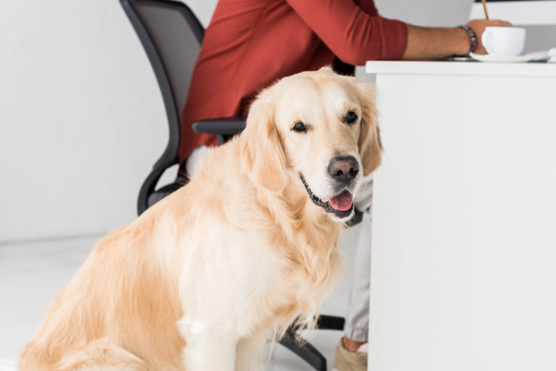 Hund in Praxis vor Schreibtisch