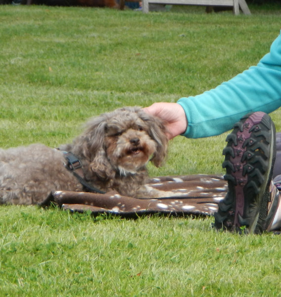 Therapiehund auf Wiese