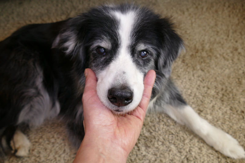 Hund schaut in kamera
