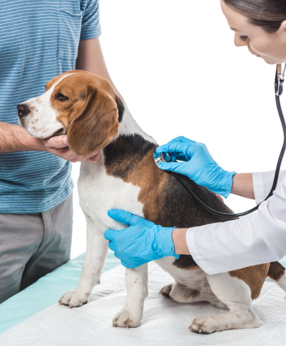 Hund beim Tierarzt