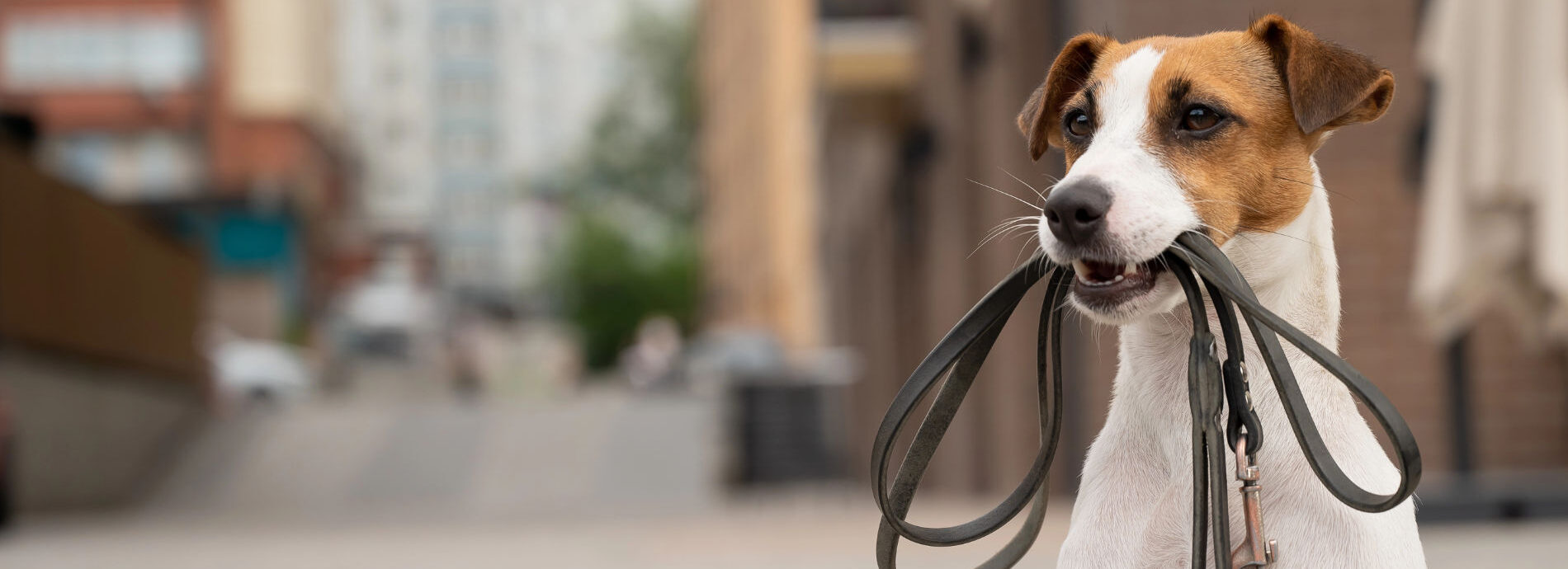 Hund mit Leine im Maul