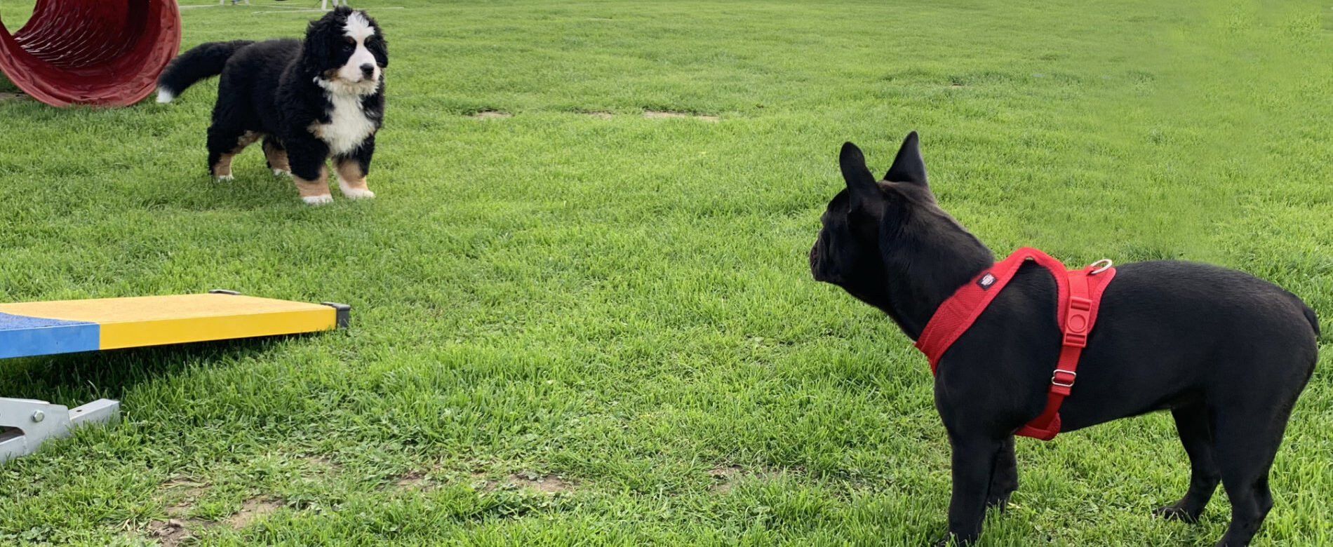 Zwei Welpen bei Training auf Hundeplatz